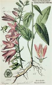 Attēlu rezultāti vaicājumam “Campanula rapunculoides leaf”