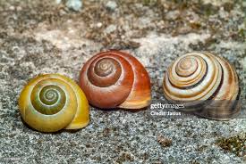 Attēlu rezultāti vaicājumam “Cepaea hortensis”