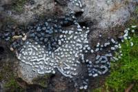 Attēlu rezultāti vaicājumam “Physarum bitectum”