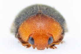 Image result for Cryptolaemus