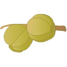 Attēlu rezultāti vaicājumam “Carya ovata fruit”