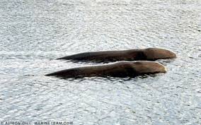 Image result for Hyperoodon ampullatus