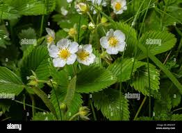 Attēlu rezultāti vaicājumam “Fragaria viridis leaf”