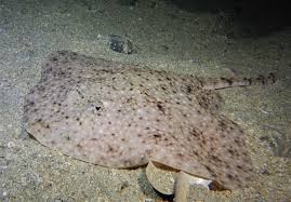 Image result for Amblyraja radiata