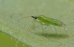 Attēlu rezultāti vaicājumam “Licea pygmaea macro”