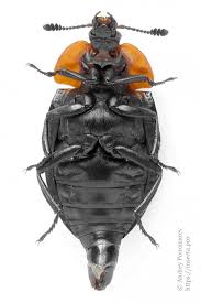 Attēlu rezultāti vaicājumam “Oiceoptoma thoracicum”