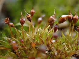 Attēlu rezultāti vaicājumam “Tortula truncata sporophyte”
