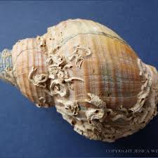 Image result for Buccinum undatum