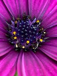 Image result for Dimorphotheca pluvialis