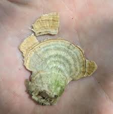 Attēlu rezultāti vaicājumam “Trichaptum biforme”