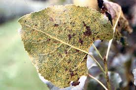 Attēlu rezultāti vaicājumam “Melampsora magnusiana”