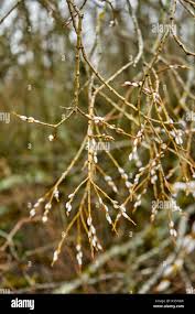 Attēlu rezultāti vaicājumam “Salix caprea bud”