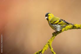 Attēlu rezultāti vaicājumam “Carduelis spinus male”
