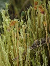 Attēlu rezultāti vaicājumam “Pohlia”