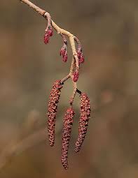 Attēlu rezultāti vaicājumam “Alnus incana female flower”