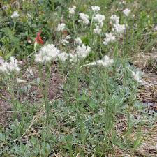 Attēlu rezultāti vaicājumam “Antennaria dioica fruit”