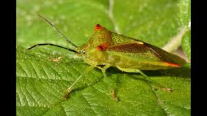 Attēlu rezultāti vaicājumam “Acanthosoma haemorrhoidale imago”