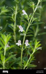 Image result for Bohnenkraut