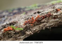 Attēlu rezultāti vaicājumam “Metatrichia vesparia”