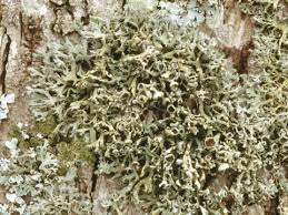 Attēlu rezultāti vaicājumam “Anaptychia ciliaris”