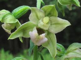 Attēlu rezultāti vaicājumam “Epipactis helleborine”