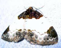 Attēlu rezultāti vaicājumam “Mesoleuca albicillata”