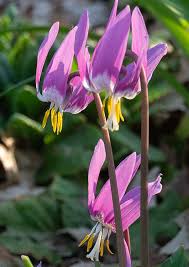 Attēlu rezultāti vaicājumam “Erythronium sibiricum”