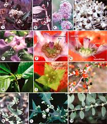 Attēlu rezultāti vaicājumam “Rosaceae”