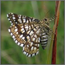 Attēlu rezultāti vaicājumam “Chiasmia clathrata”