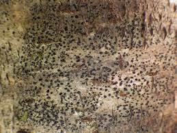 Attēlu rezultāti vaicājumam “Arthonia spadicea”