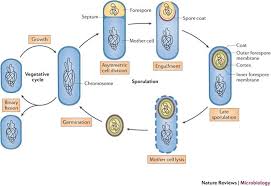 Attēlu rezultāti vaicājumam “Enteridium variabile spores”