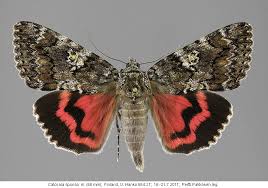 Attēlu rezultāti vaicājumam “Catocala sponsa”