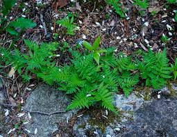 Attēlu rezultāti vaicājumam “Phegopteris connectilis”