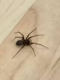 Attēlu rezultāti vaicājumam “Tegenaria sp.”