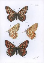 Attēlu rezultāti vaicājumam “Euphydryas maturna underside”