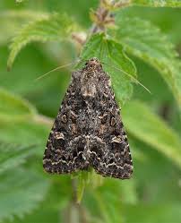 Attēlu rezultāti vaicājumam “Apamea remissa”