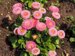 Image result for Bellis perennis