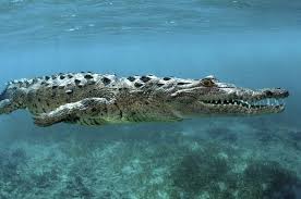 Image result for Crocodylus acutus