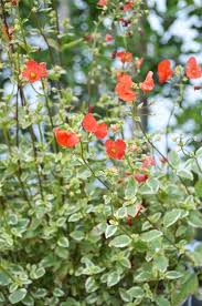 Image result for Alonsoa linearis