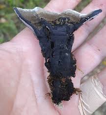 Attēlu rezultāti vaicājumam “Phellodon niger”