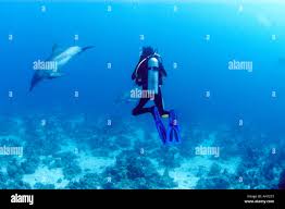 Image result for Dolphin Sub Aqua