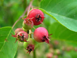 Attēlu rezultāti vaicājumam “Amelanchier spicata fruit”
