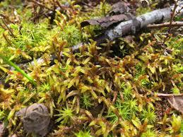 Attēlu rezultāti vaicājumam “Pleurozium schreberi”