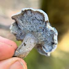 Attēlu rezultāti vaicājumam “Chaenotheca phaeocephala”