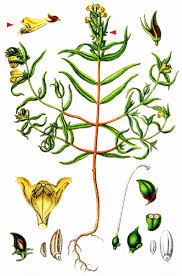 Attēlu rezultāti vaicājumam “Melampyrum sylvaticum flower”