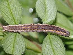 Attēlu rezultāti vaicājumam “Lygephila pastinum”