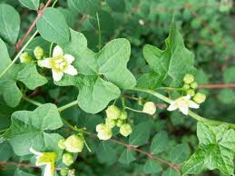 Attēlu rezultāti vaicājumam “Bryonia alba”