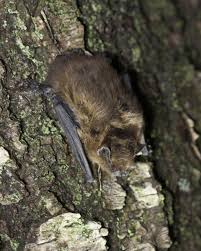Attēlu rezultāti vaicājumam “Pipistrellus nathusii”