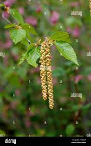 Attēlu rezultāti vaicājumam “Betula alleghaniensis fruit”