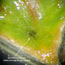 Attēlu rezultāti vaicājumam “Riccia sorocarpa”